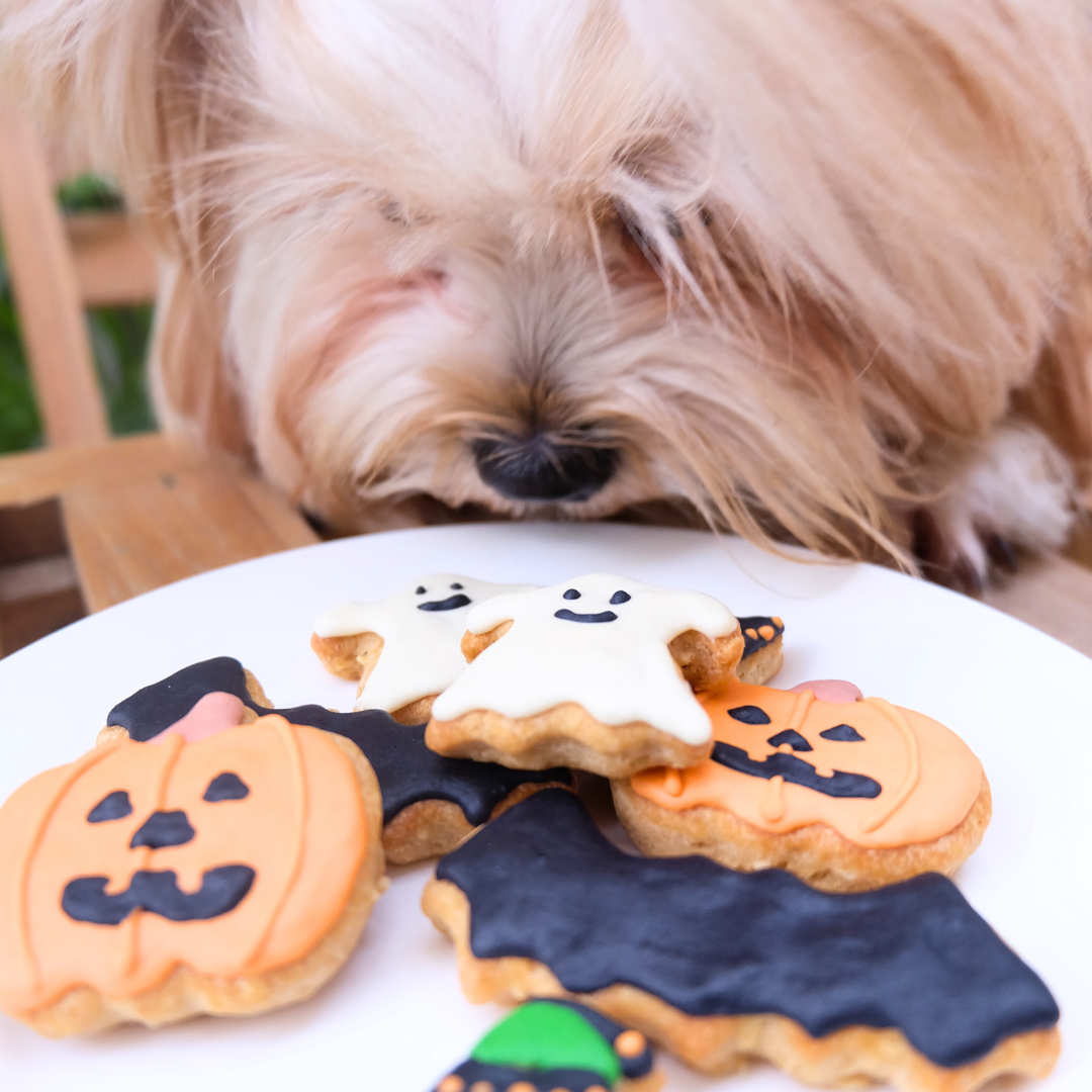 Witch Better Have My Treats (Halloween Dog Cookie Box)