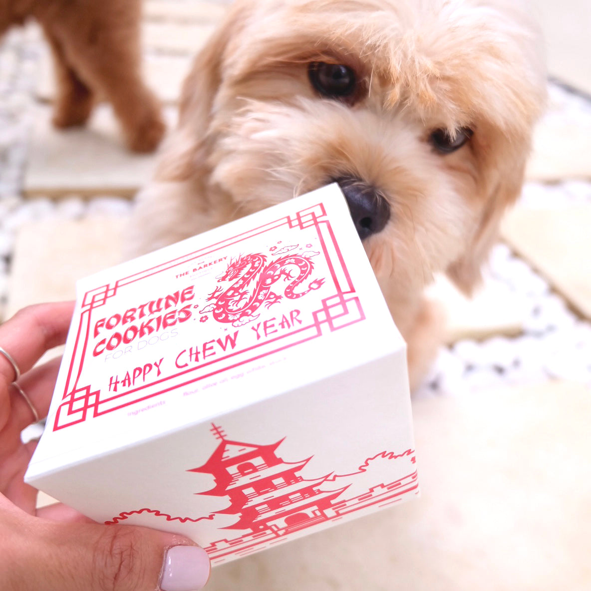 Chinese "Chew" Year - Dog Fortune Cookies