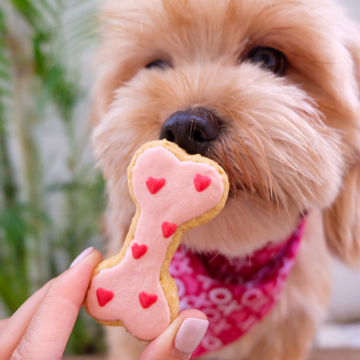 Valentine Dog Cookie Box