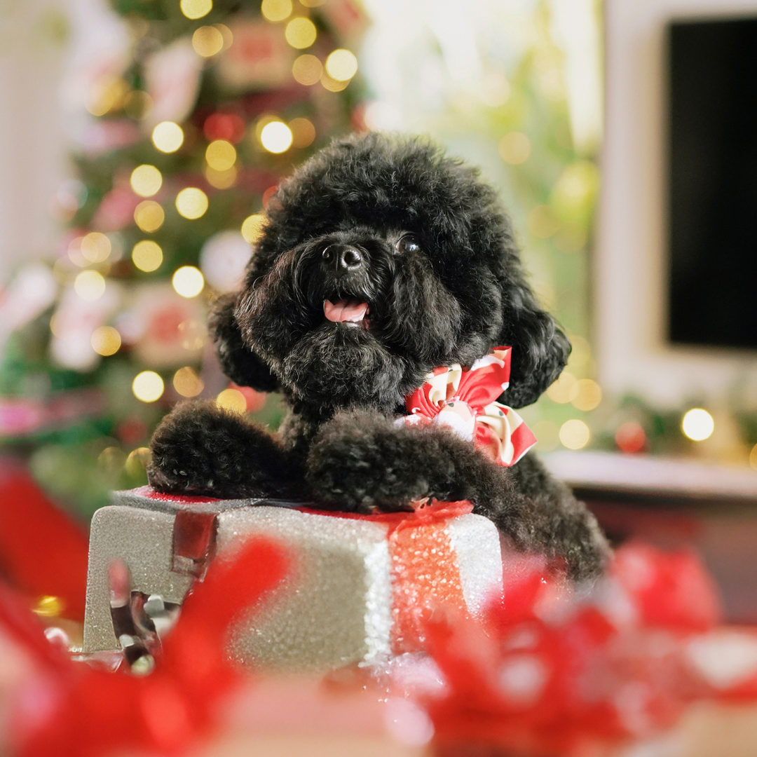 Christmas Flower Bow