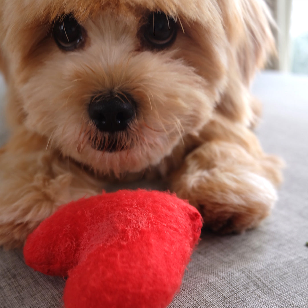 Plush Red Heart Valentine's Day Dog Toy